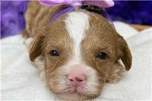 Kayla - Cavapoo for sale
