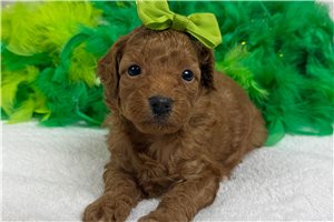 Tiana - Cavapoo for sale