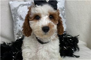 Melody - Cavapoo for sale