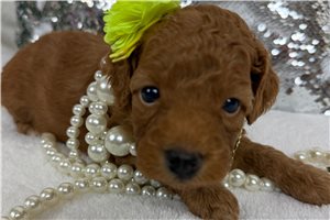 Tiana - Cavapoo for sale