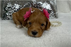 Tori - Cavapoo for sale