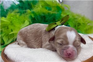 Peter - Cavapoo for sale