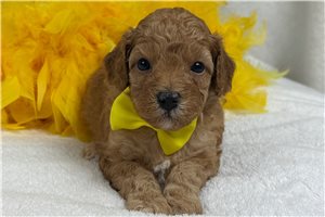 Tyler - Cavapoo for sale