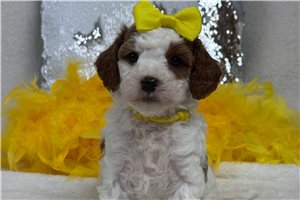 Millie - Cavapoo for sale