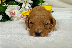Tyler - Cavapoo for sale