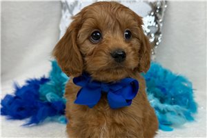 Aaron - Cavapoo for sale