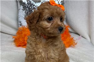 Tracey - Cavapoo for sale