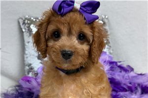Teesha - Cavapoo for sale