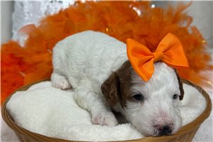 Maeve - Cavapoo for sale