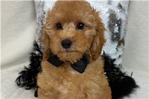 August - Cavapoo for sale