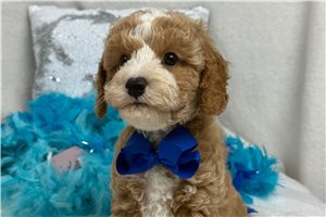 Pumpkin - Cavapoo for sale