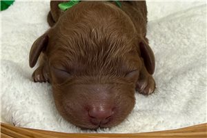 Tiana - puppy for sale