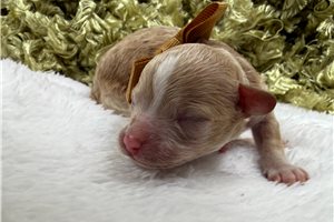 Irene - puppy for sale