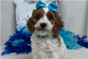 Madison - Cavapoo for sale