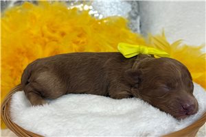 Maia - Cavapoo for sale