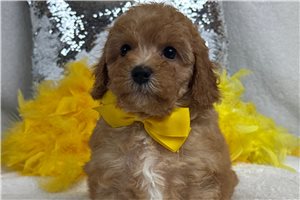 Tyler - Cavapoo for sale