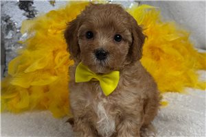 Tyler - Cavapoo for sale