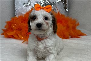 Maeve - Cavapoo for sale