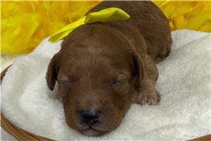 Tyler - Cavapoo for sale