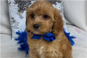 Teak - Cavapoo for sale