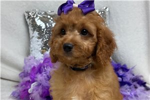 Teesha - Cavapoo, placed in Tyler / East TX