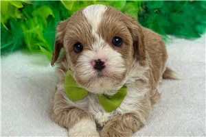 Peter - Cavapoo for sale