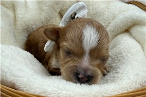 Gabriel - puppy for sale