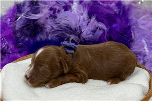 Mila - Cavapoo for sale