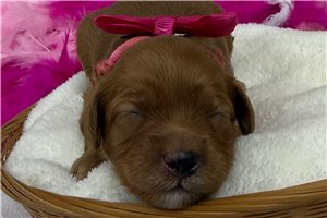 Tori - Cavapoo for sale