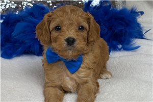 Teak - Cavapoo for sale