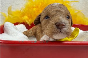 Gino - Cavapoo for sale