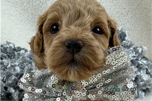 Irving, a Cavapoo puppy
