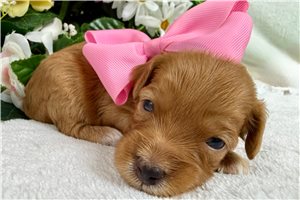 Tori - Cavapoo for sale