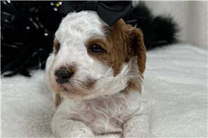 Melody - Cavapoo for sale