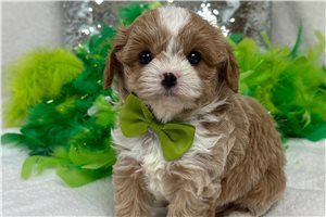 Peter - Cavapoo for sale