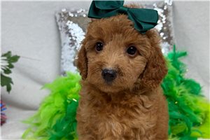 Tiana - Cavapoo for sale
