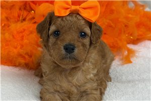 Tracey - Cavapoo for sale