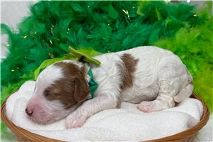 Maria - puppy for sale