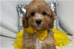 Barney - Cavapoo for sale