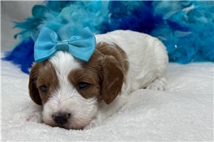 Madison - Cavapoo for sale