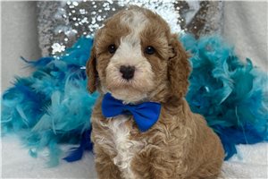 Pumpkin - Cavapoo for sale