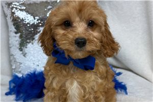 Teak - Cavapoo, placed in Tyler / East TX