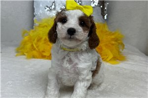 Millie - Cavapoo for sale