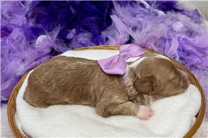 Kayla - Cavapoo for sale