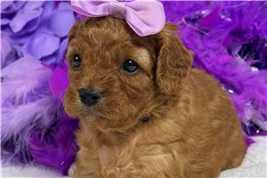 Teesha - Cavapoo for sale