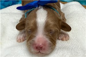 Klein - Cavapoo for sale