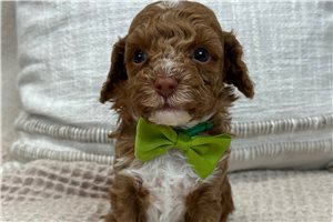 Shawn - Cavapoo for sale