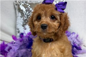 Teesha - Cavapoo for sale