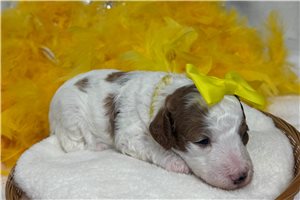 Millie - Cavapoo for sale