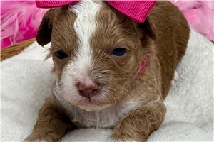 Leah - Cavapoo for sale